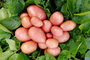 Элитные семена картофеля